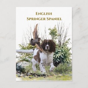 Postal Springer Spaniel Inglés