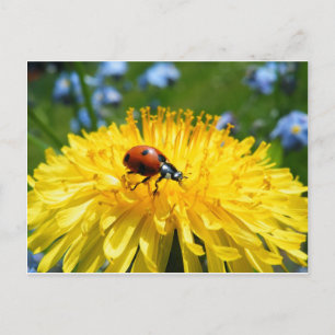 Postal Springtime Ladybird en Dandelion