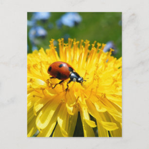 Postal Springtime Ladybird en Dandelion