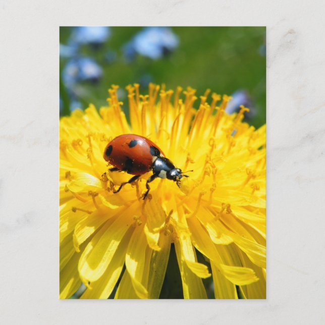 Postal Springtime Ladybird en Dandelion (Anverso)