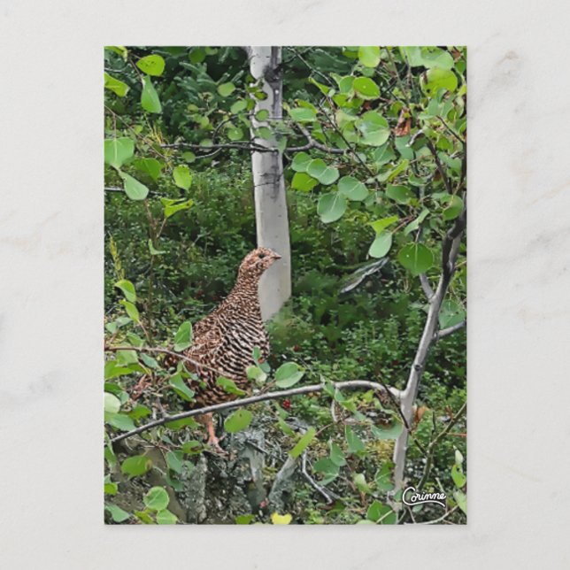 Postal Spruce Grouse - Postcard (Anverso)