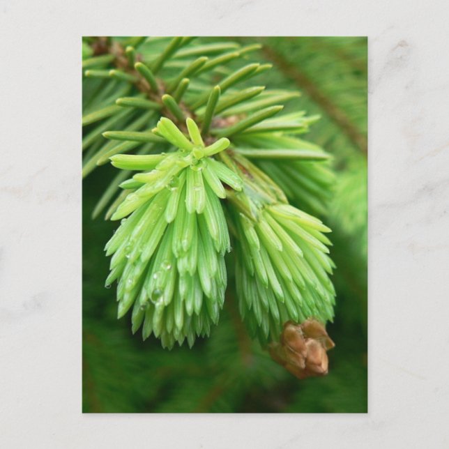 Postal Spruce rojo brote (Anverso)