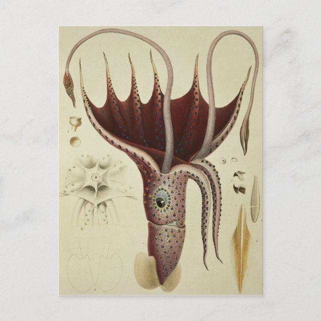 Postal Squid, Pl.2 de 'Histoire Naturelle' (Anverso)