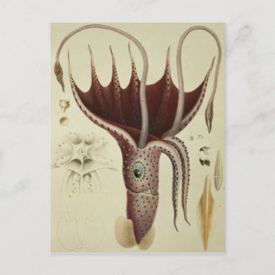 Postal Squid, Pl.2 de 'Histoire Naturelle'