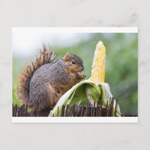 Postal Squirrel