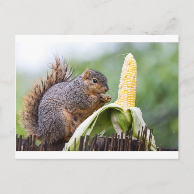 Postal Squirrel (Anverso)