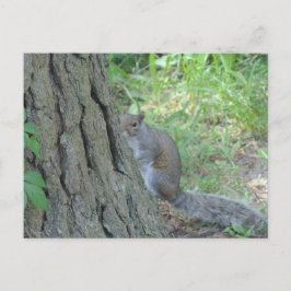 Postal Squirrel Ardilla -