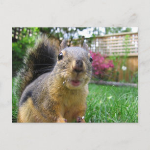 Postal Squirrel Closeup