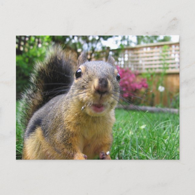 Postal Squirrel Closeup (Anverso)