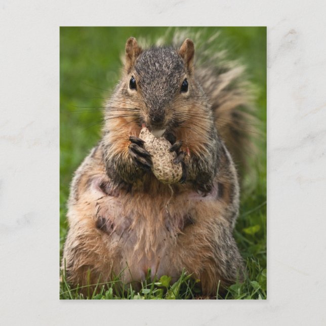 Postal Squirrel de Fox (Anverso)
