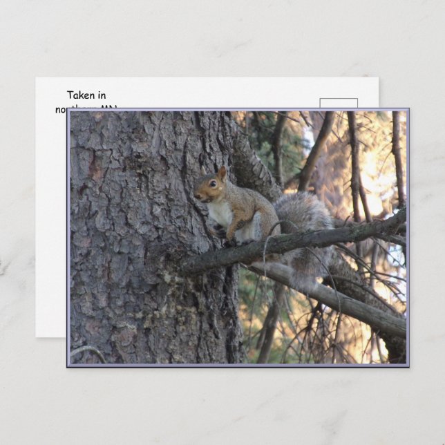 Postal Squirrel in Tree Postcard (Anverso / Reverso)