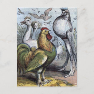 Postal "Sr. Bantam" Ilustracion Vintage