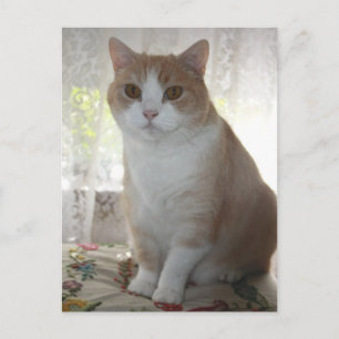 Postal Sr. Big Eyes