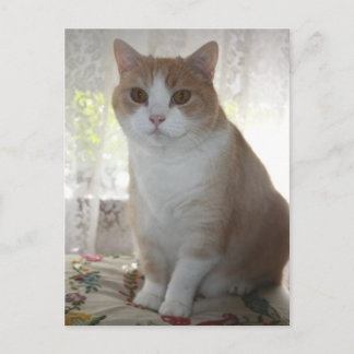 Postal Sr. Big Eyes