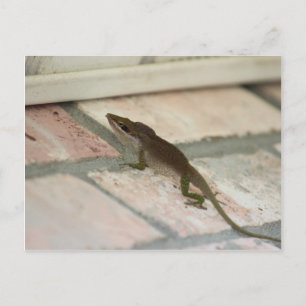 Postal Sr. Brown Lizard