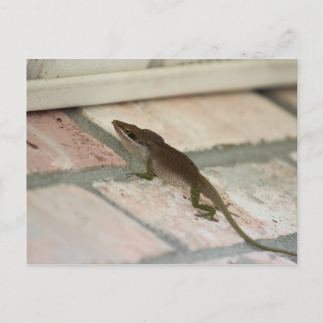 Postal Sr. Brown Lizard (Anverso)