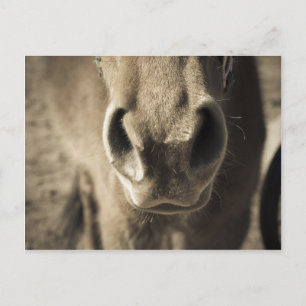 Postal Sr. comestible increíble Ed