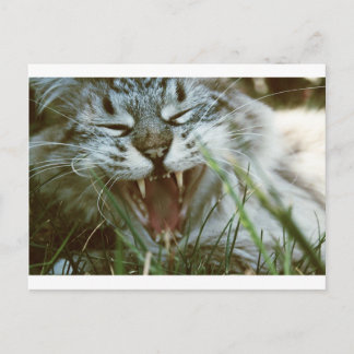 Postal Sr. Fangs