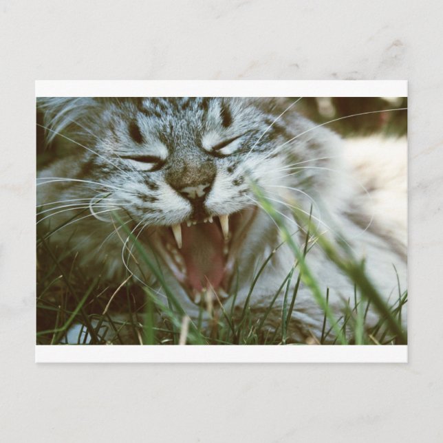 Postal Sr. Fangs (Anverso)
