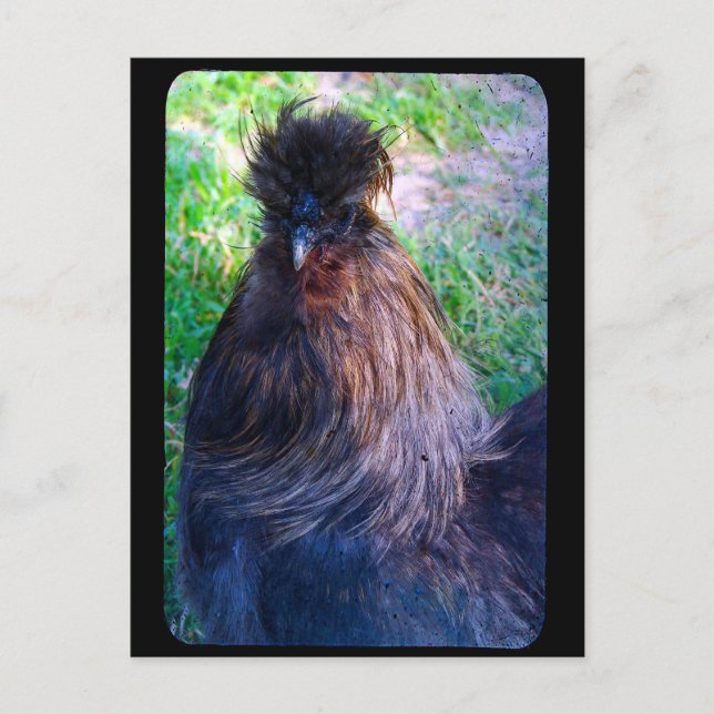 Postal Sr. Fluffy el gallo de Silkie (Anverso)