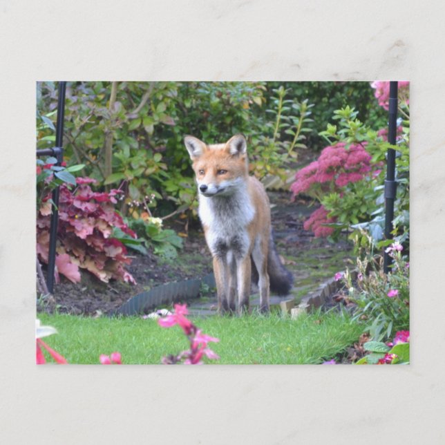 Postal Sr. Fox (Anverso)