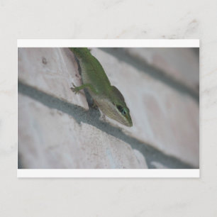 Postal Sr. Green Lizard