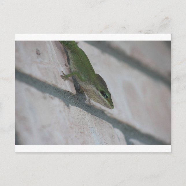 Postal Sr. Green Lizard (Anverso)