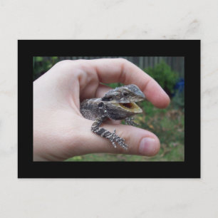 Postal Sr. lizard