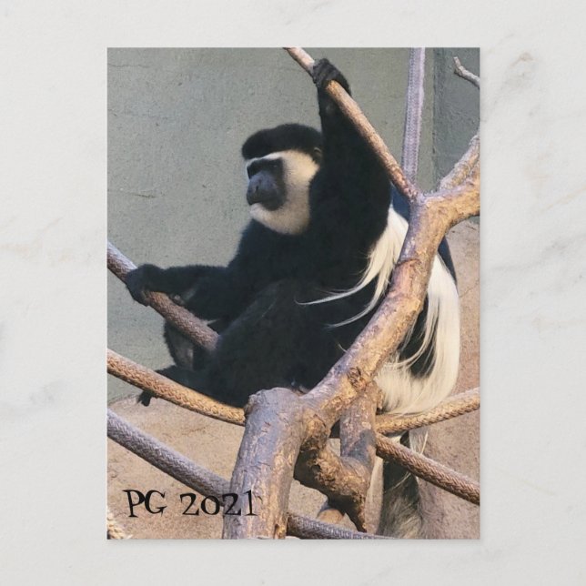 Postal Sr. Mono (Anverso)