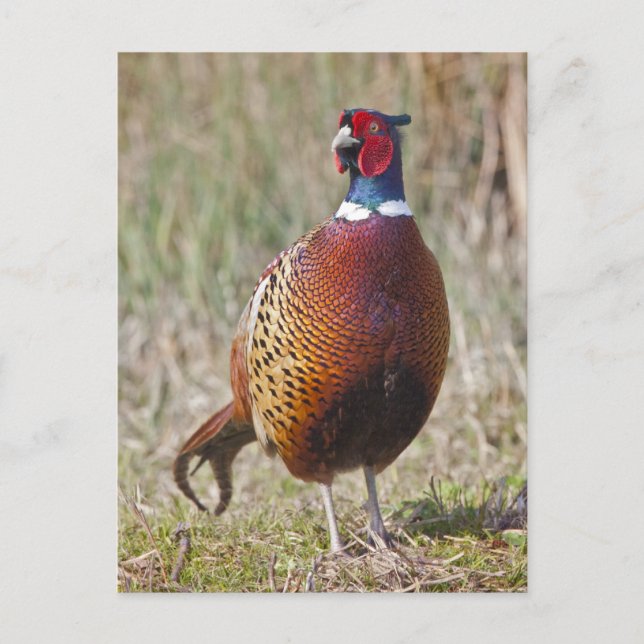 Postal Sr. Pheasant Postcard (Anverso)
