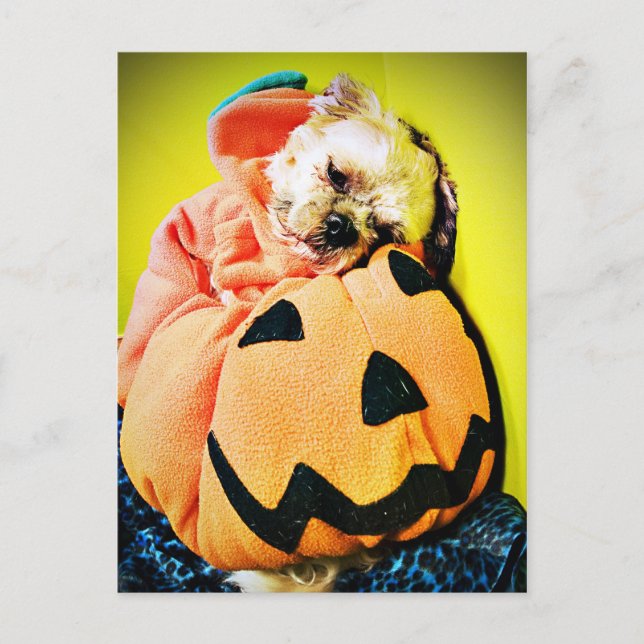 Postal Sr. Puppy Pumpkin (Anverso)