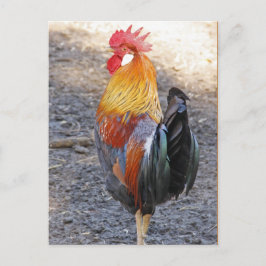 Postal Sr. Rooster