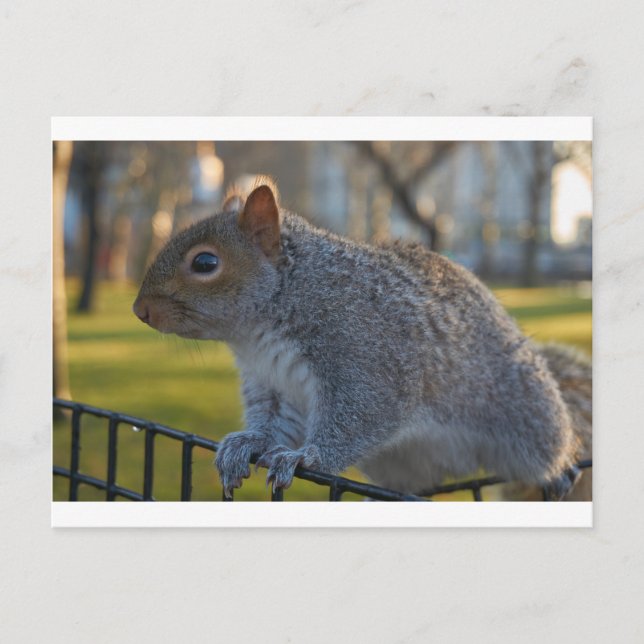 Postal Sr. Squirrel Look Thouely, Battery Park, NYC (Anverso)