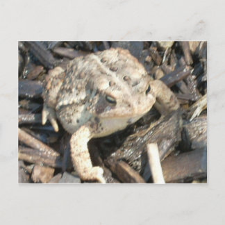 Postal Sr. Toad