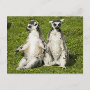 Postal Sr. y Sra. Lemur