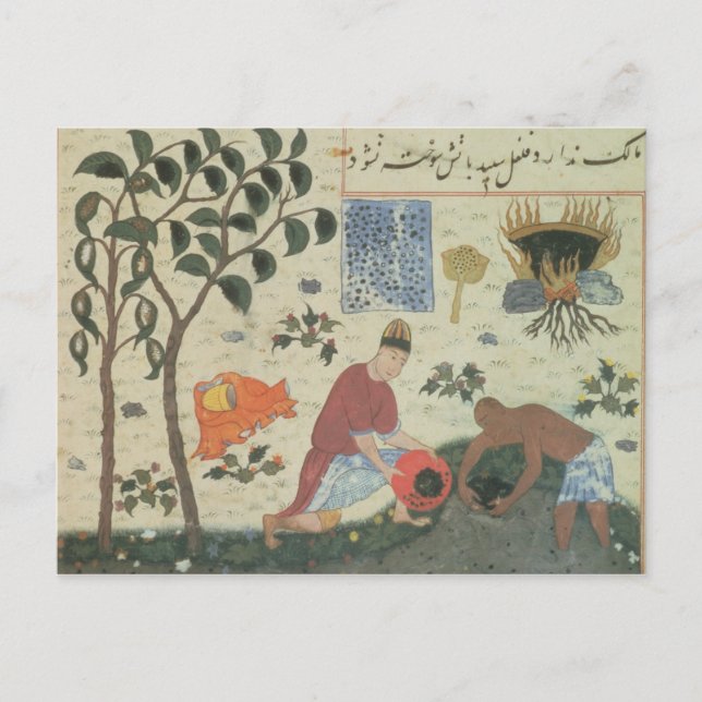 Postal Sra. Pers 332 Pepper tree y preparando pimienta (Anverso)