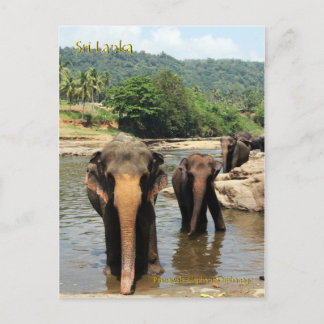 Postal Sri Lanka: Orfanato de los Elefantes de Pinnawala