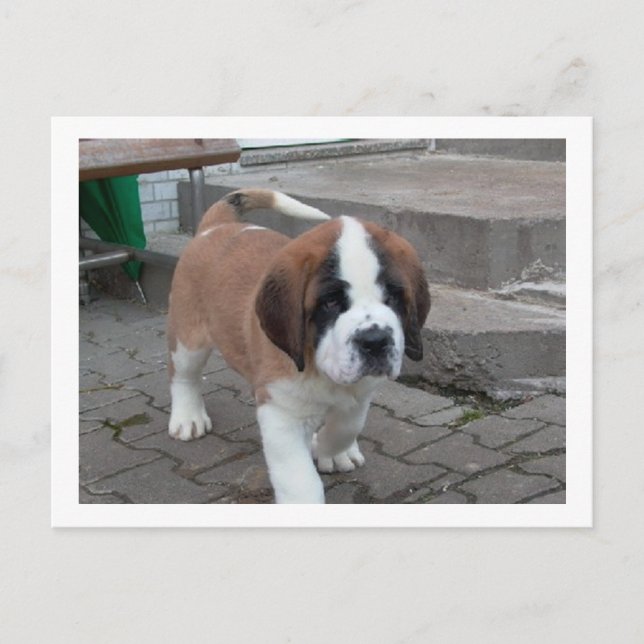 Postal st bernard pup.png (Anverso)