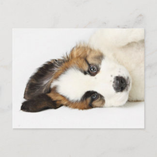 Postal St. Bernard Puppy