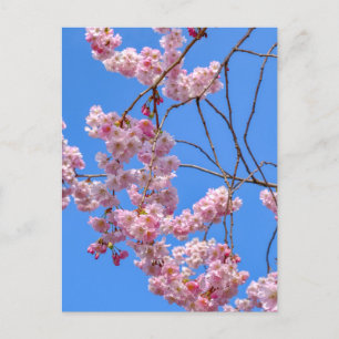 Postal St James's Park London Postcard