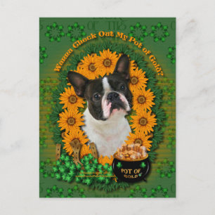 Postal St Patricks - Oro en la olla - Boston Terrier