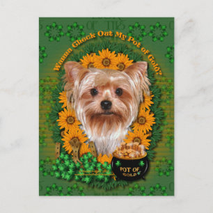 Postal St Patricks - Oro - Yorkshire Terrier
