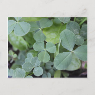Postal St Pattys Day Clover Mix