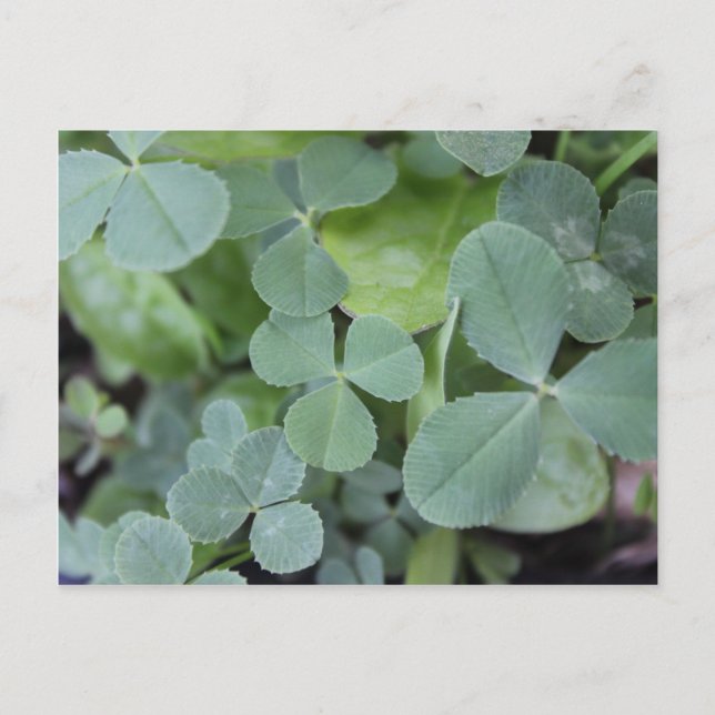 Postal St Pattys Day Clover Mix (Anverso)