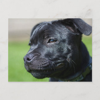 postal stafford shire bullterrier