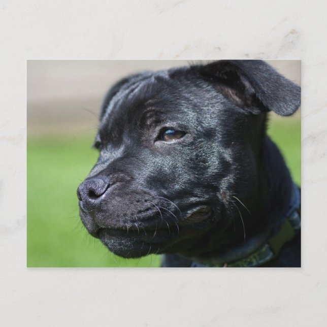 postal stafford shire bullterrier (Anverso)