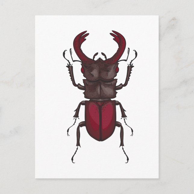 Postal Stag beetle (Anverso)