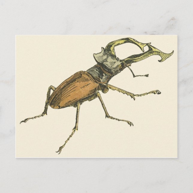 Postal Stag Beetle (Anverso)