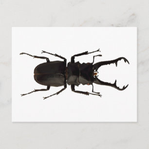 Postal Stag Beetle