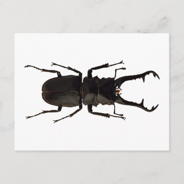 Postal Stag Beetle (Anverso)
